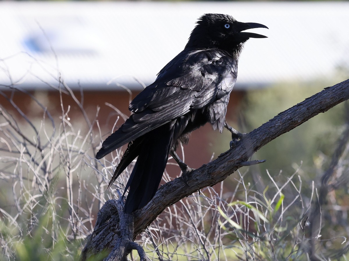 Little Crow - ML644172389