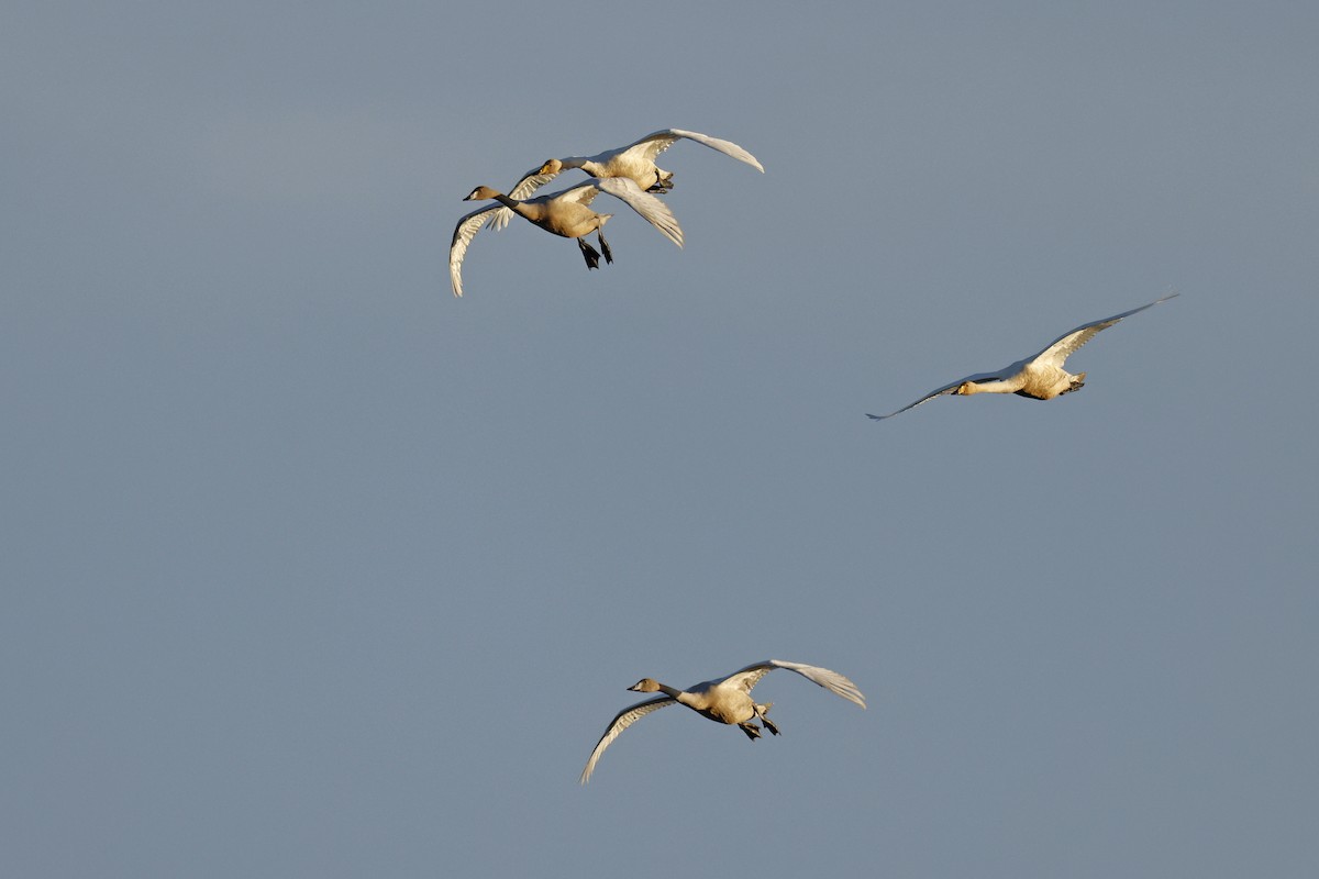 Whooper Swan - ML644172406