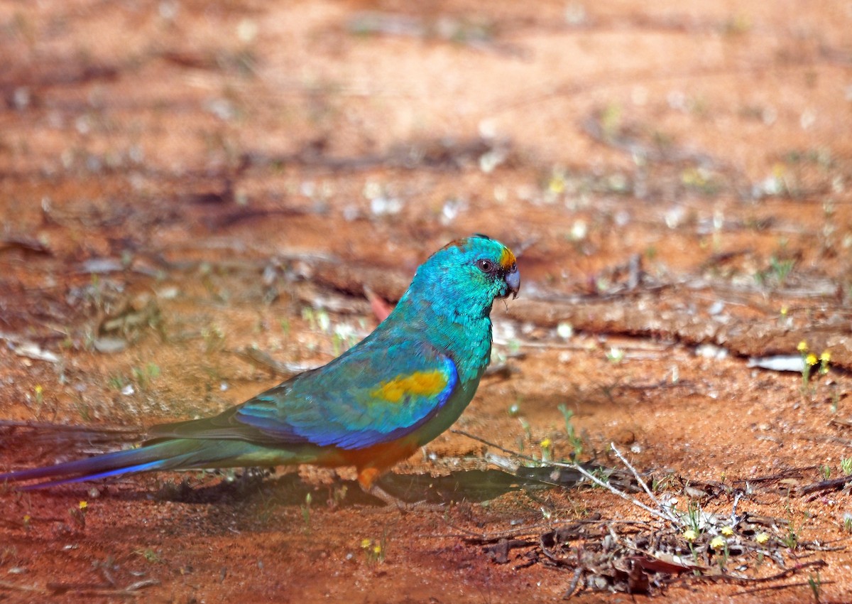 Mulga Parrot - ML644172413