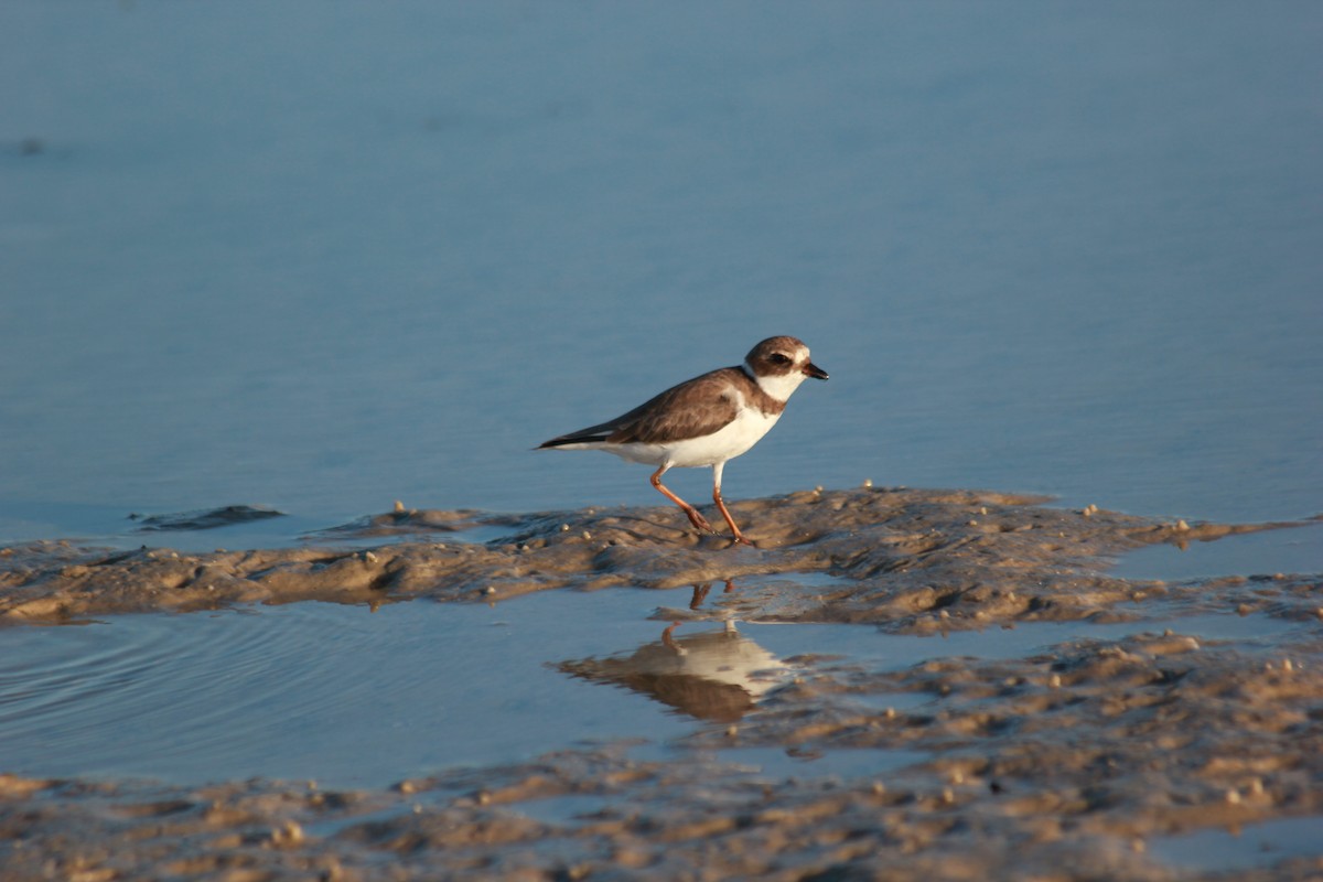 Eskimoregenpfeifer - ML644172451