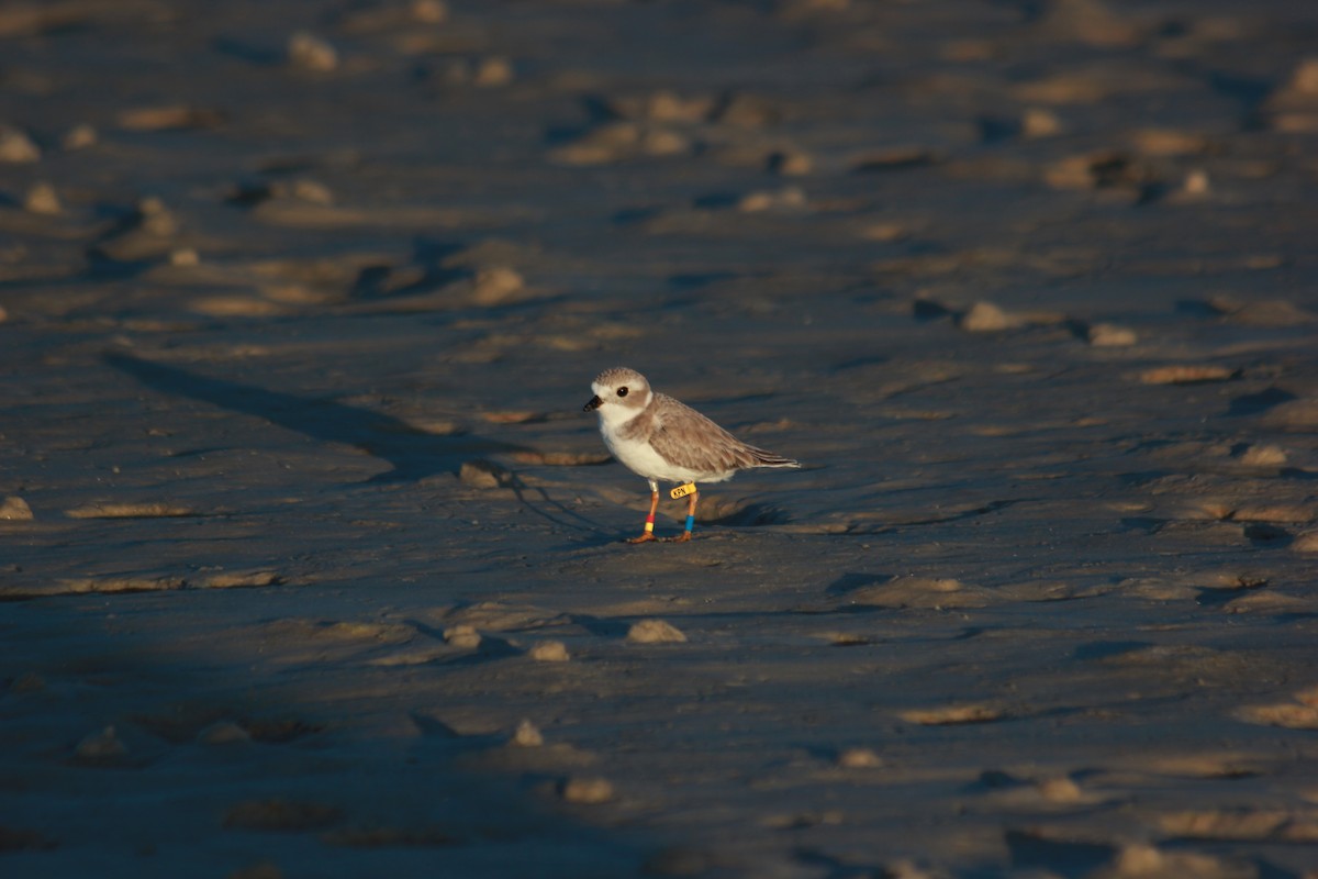 Flötenregenpfeifer - ML644172475