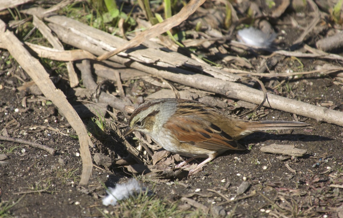 Swamp Sparrow - ML644172494