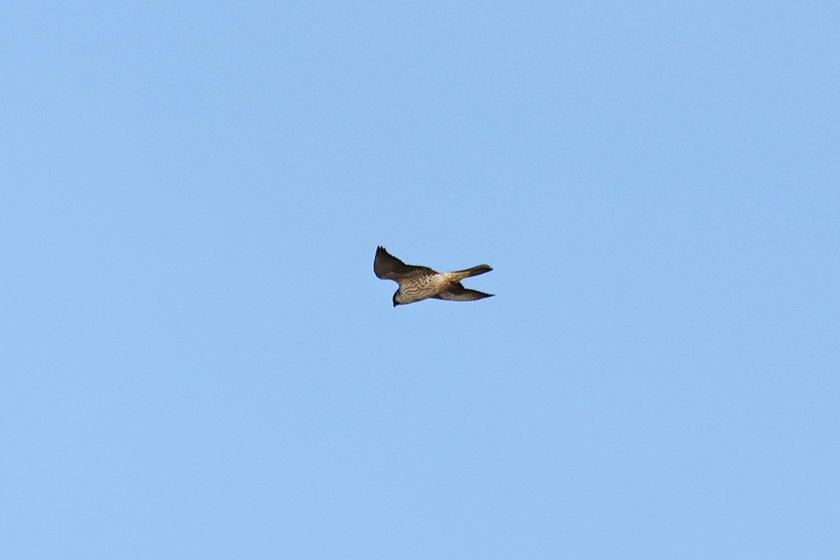 Peregrine Falcon (Eurasian) - ML644172497