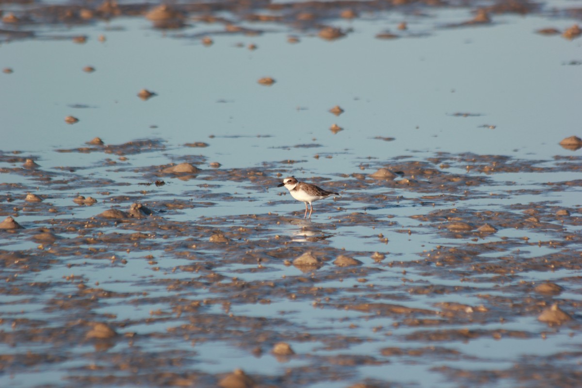 Wilsonregenpfeifer - ML644172514