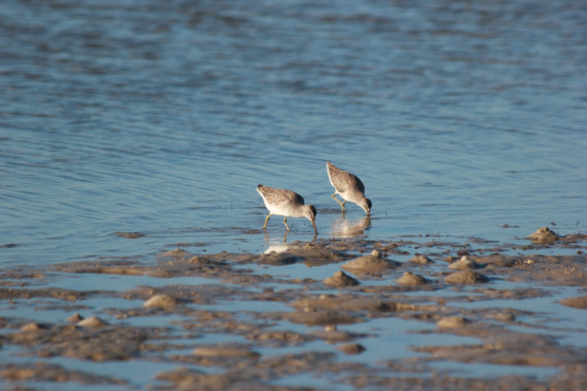 Moorschlammläufer - ML644172537