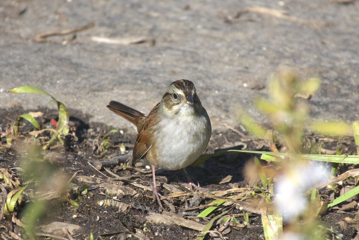 Swamp Sparrow - ML644172546