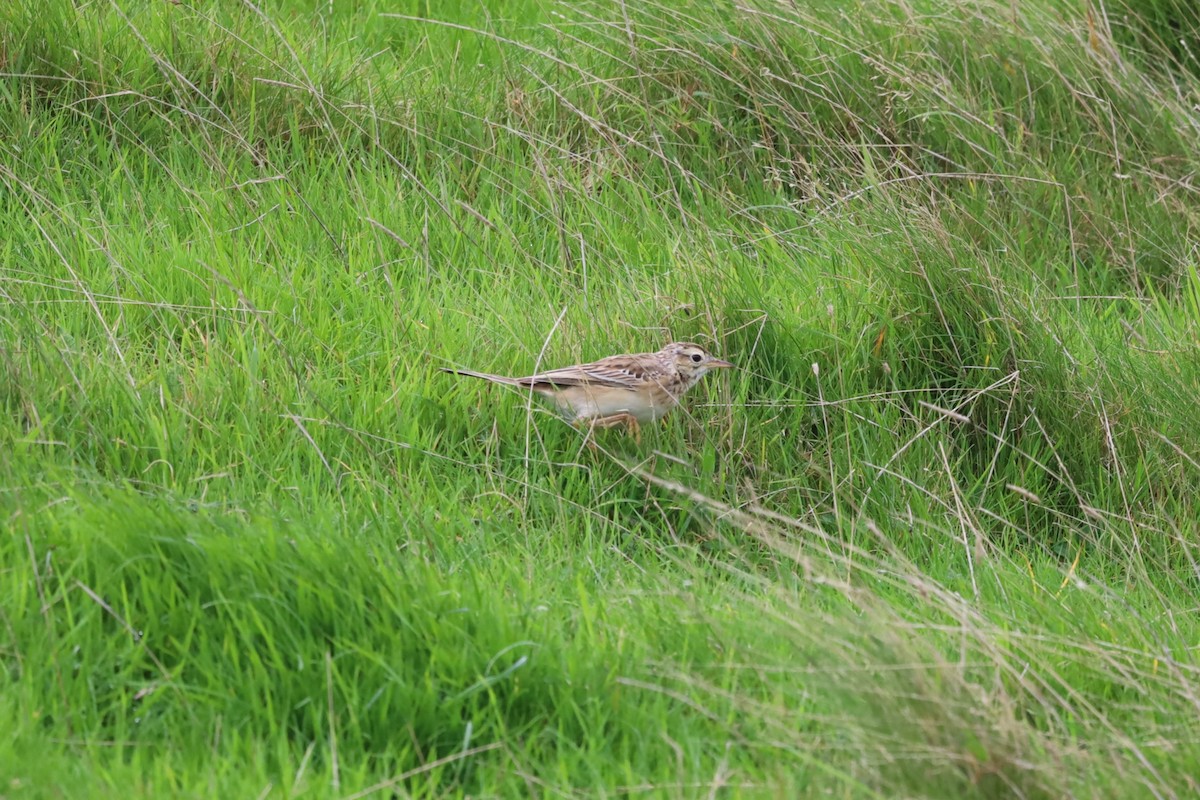 Bisbita de Richard - ML644172547