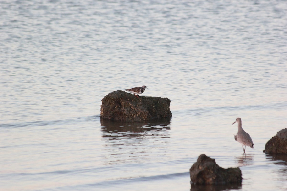 Steinwälzer - ML644172549