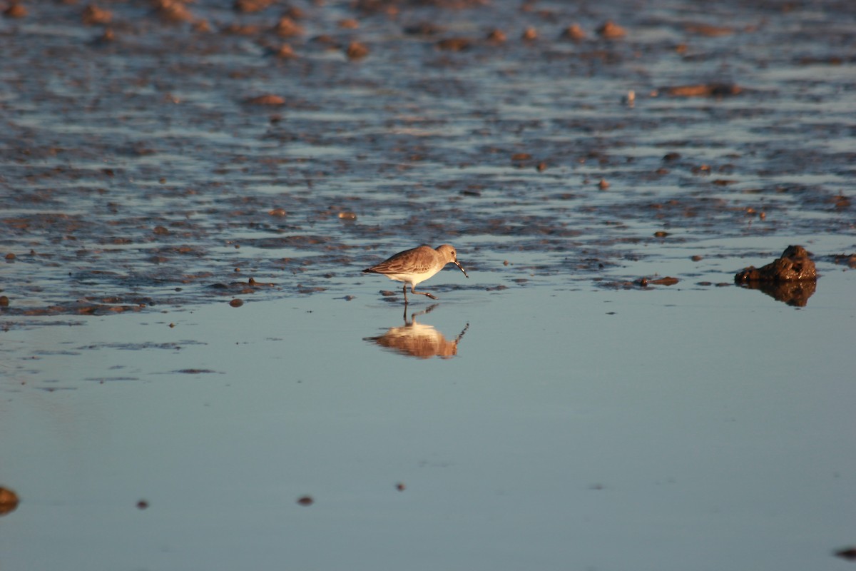 Alpenstrandläufer - ML644172558