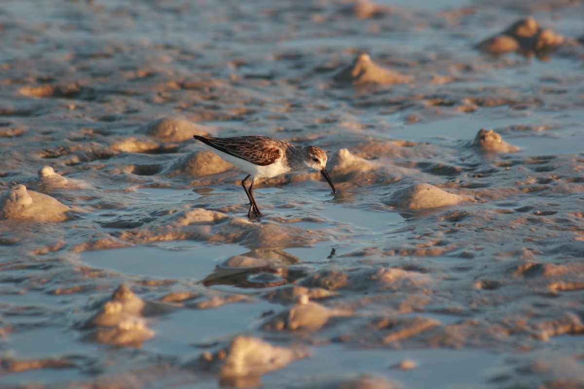 Bergstrandläufer - ML644172574
