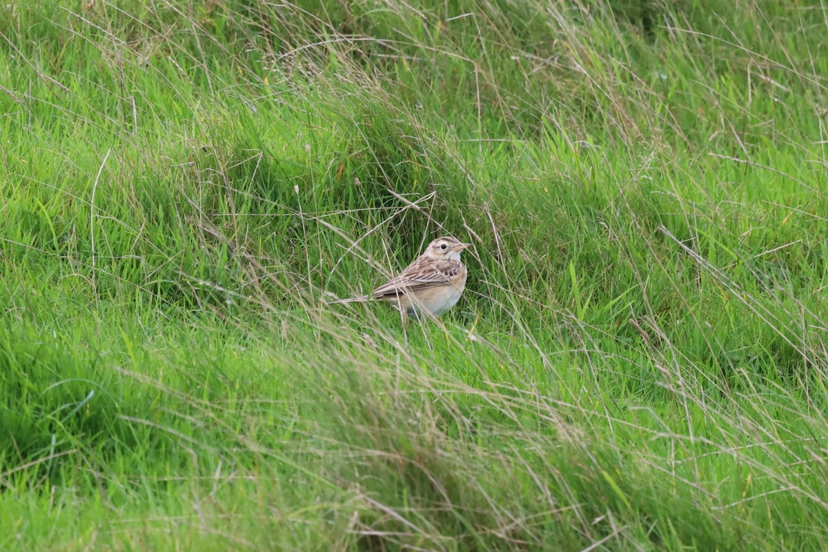 Bisbita de Richard - ML644172579