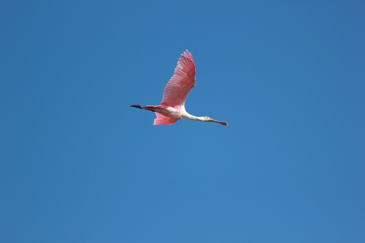 Rosalöffler - ML644172580