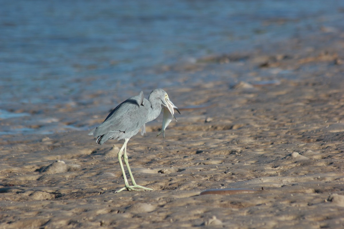 Blaureiher - ML644172592