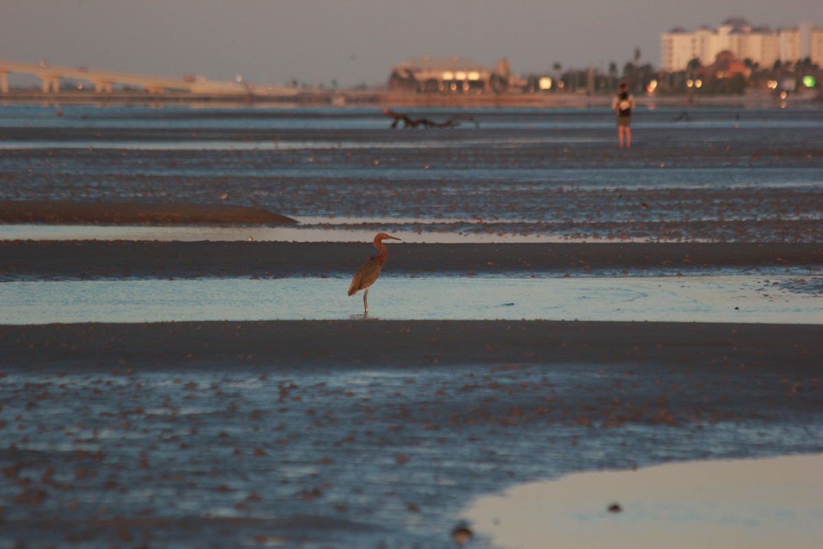 Rötelreiher - ML644172605