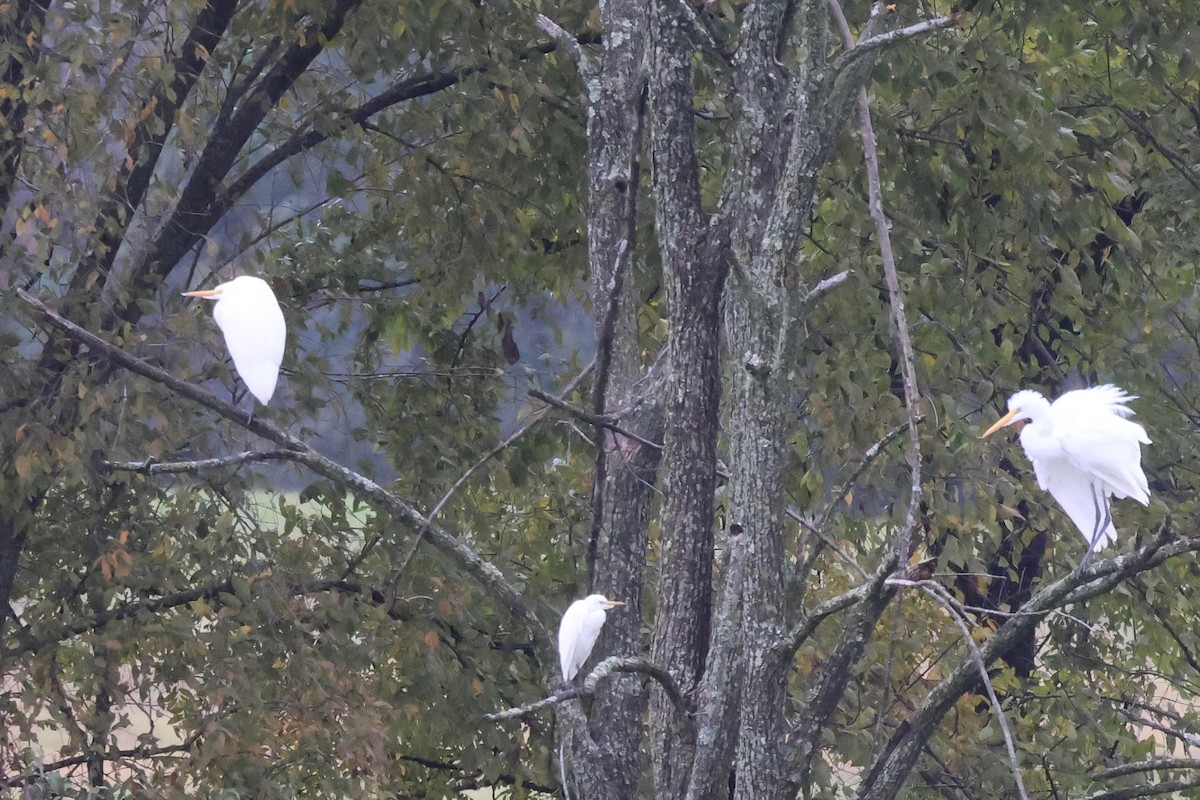 Western Cattle-Egret - ML644172612