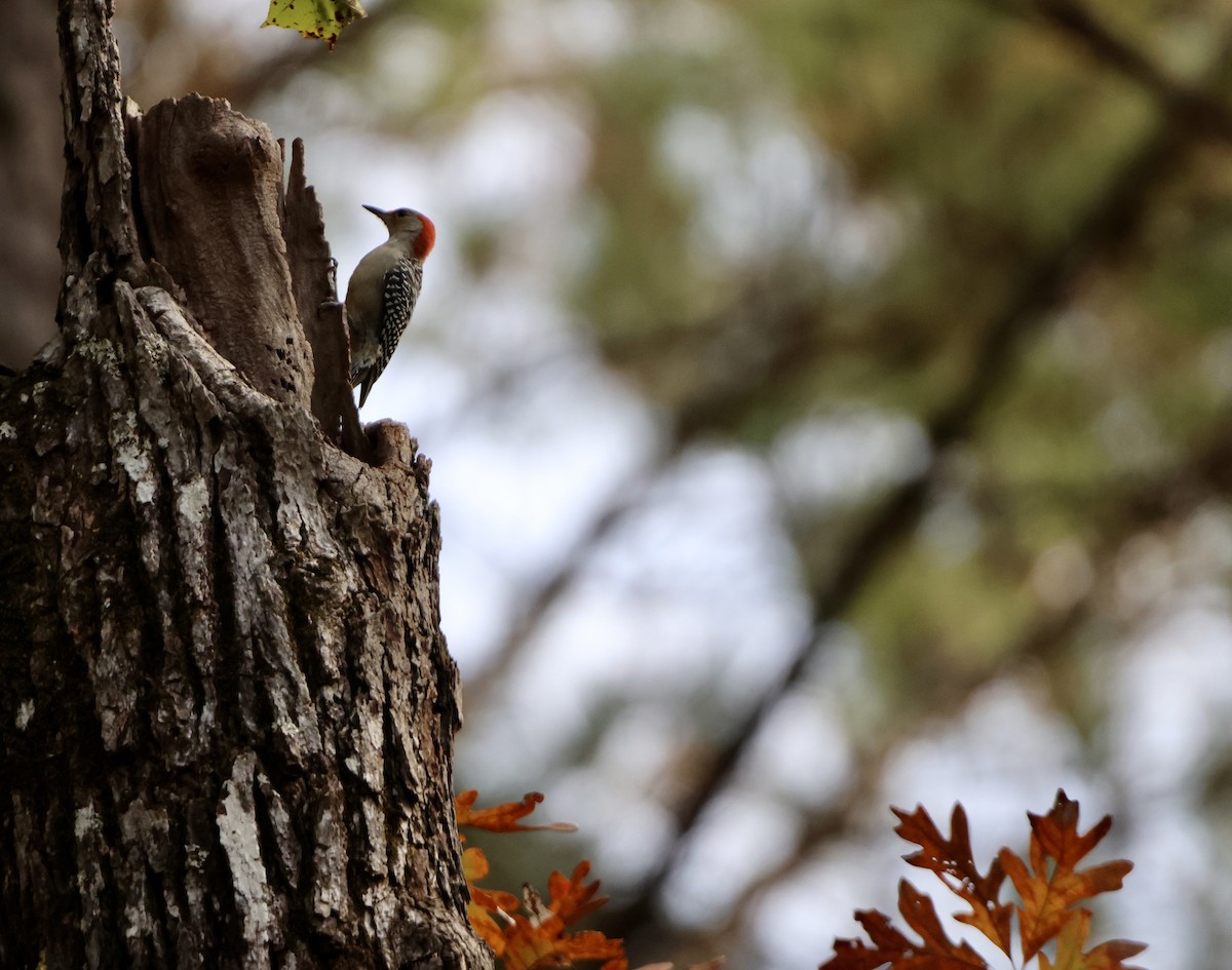 Red-headed Woodpecker - ML644172614