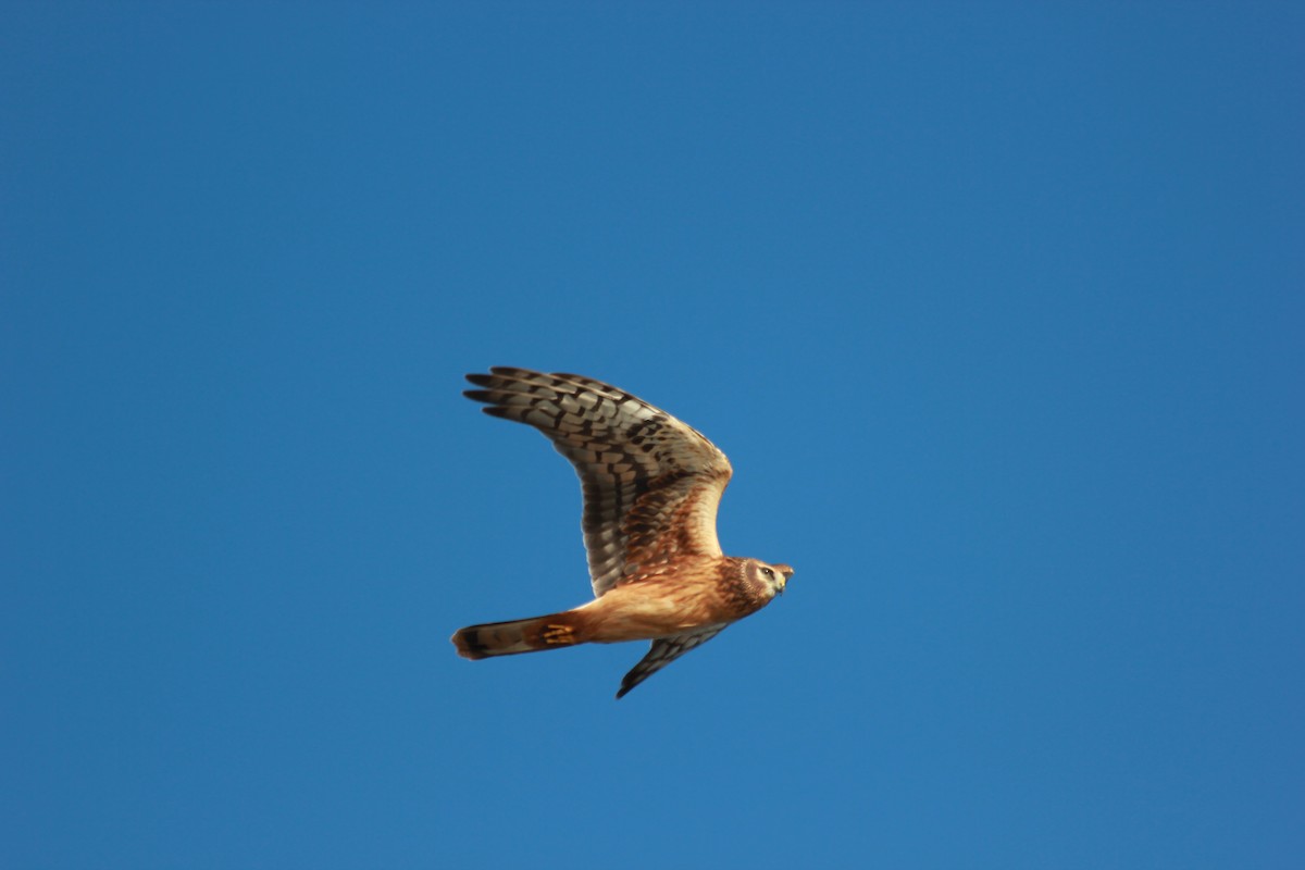 Hudsonweihe - ML644172615