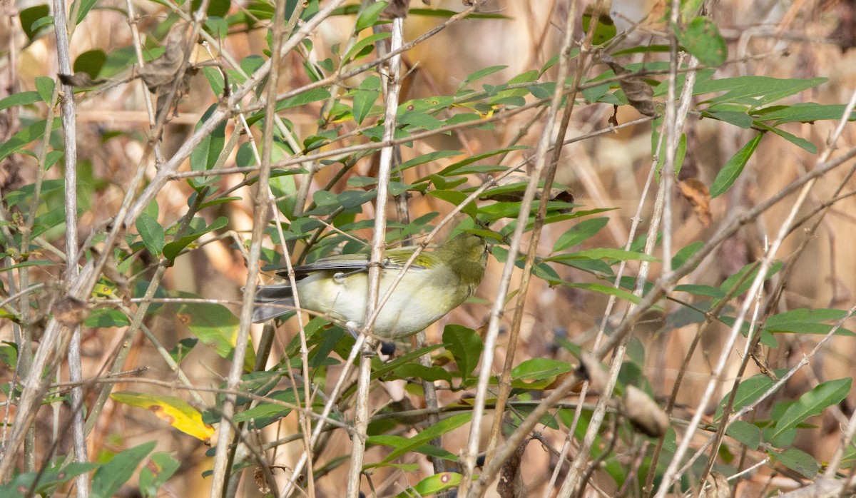 Tennessee Warbler - ML644172618