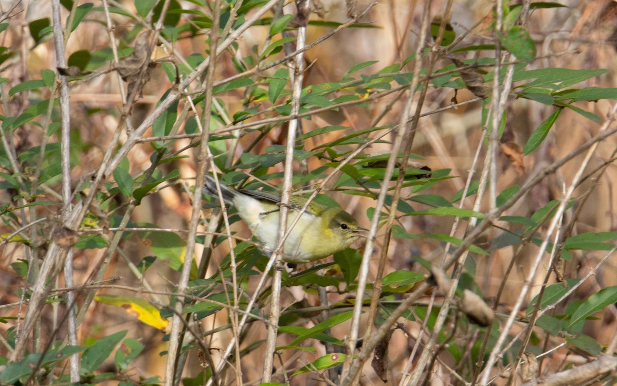 Tennessee Warbler - ML644172619