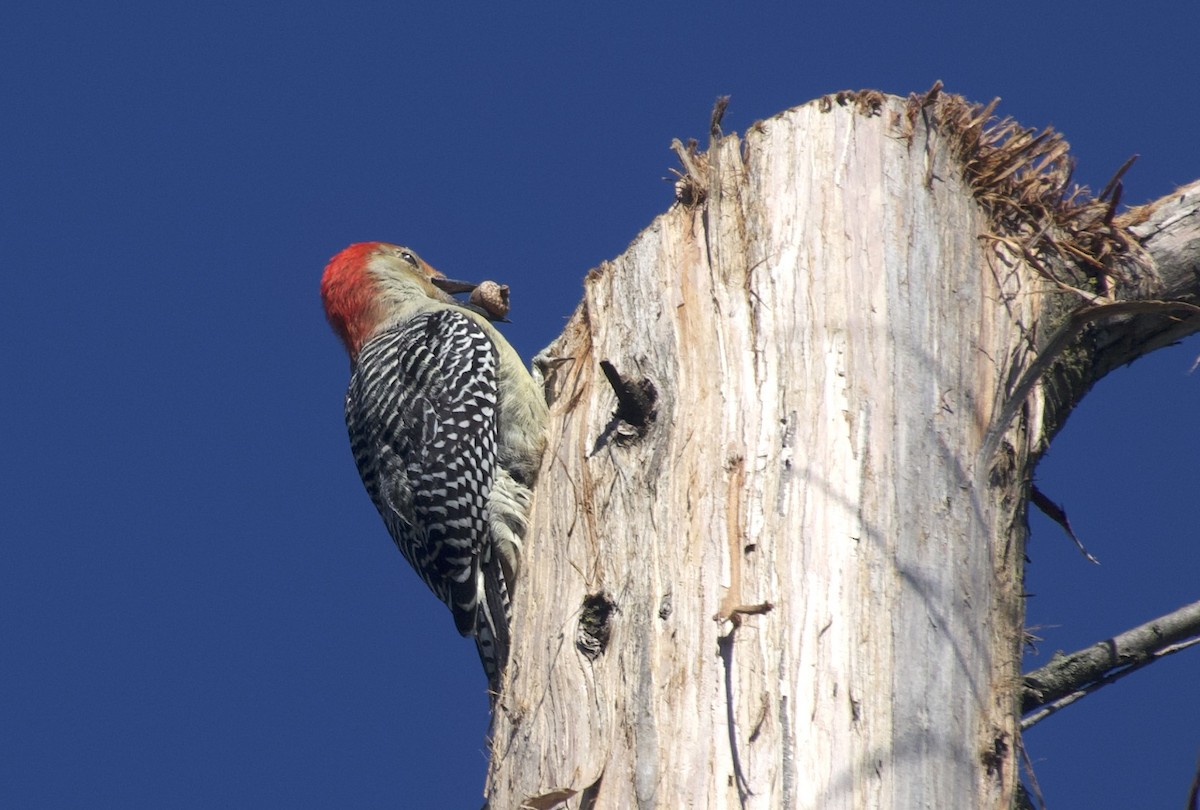 Red-bellied Woodpecker - ML644172634