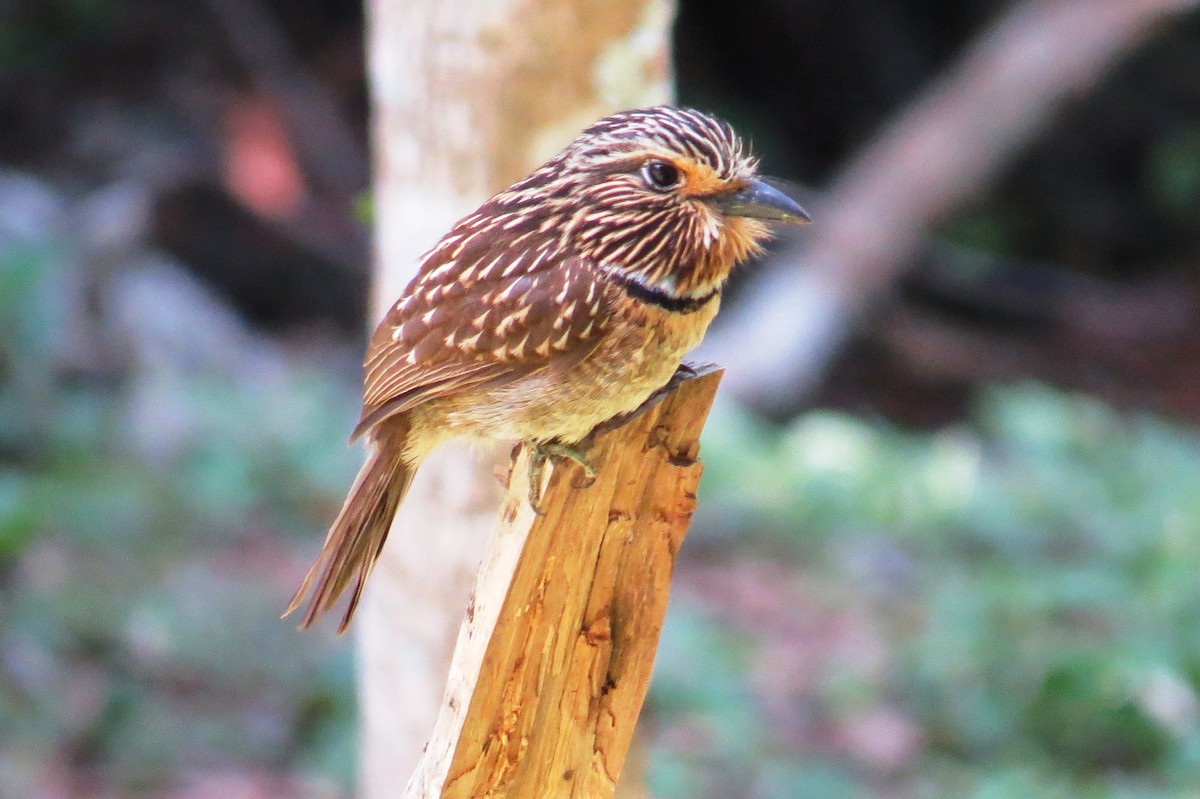 Crescent-chested Puffbird - ML644172636