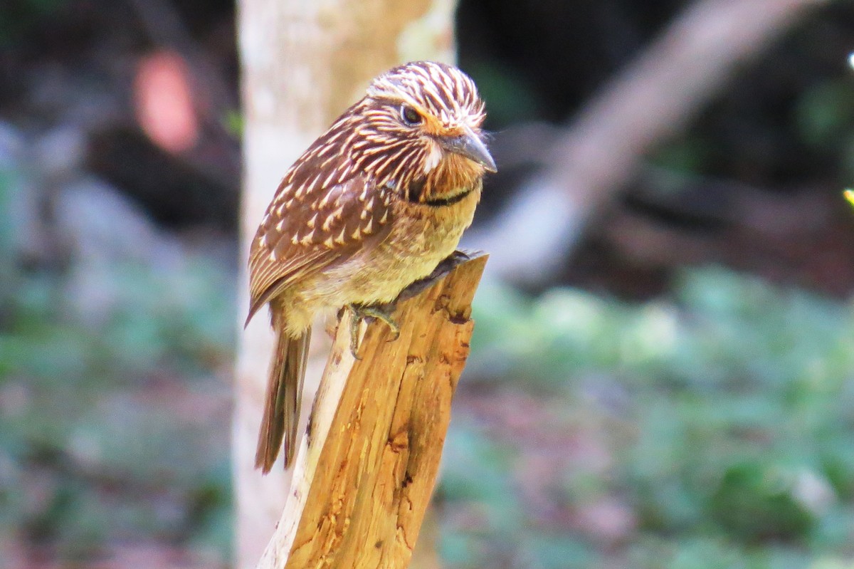 Crescent-chested Puffbird - ML644172637