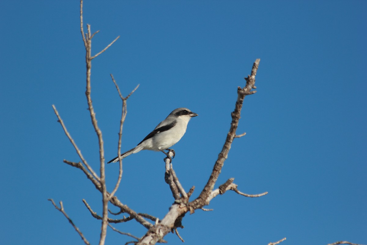 Louisianawürger - ML644172638