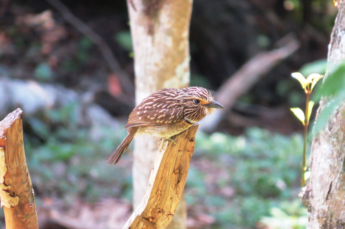 Crescent-chested Puffbird - ML644172639