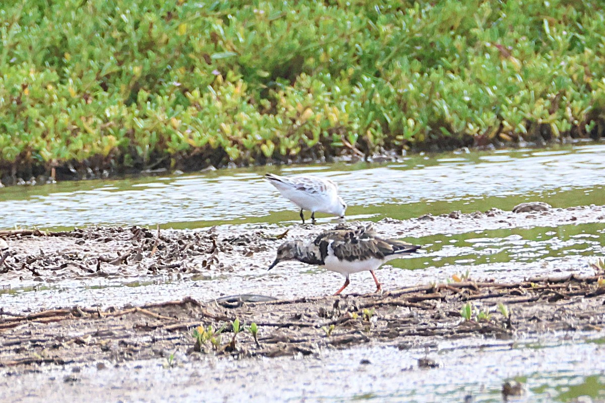 Алаг хайргач - ML644172649