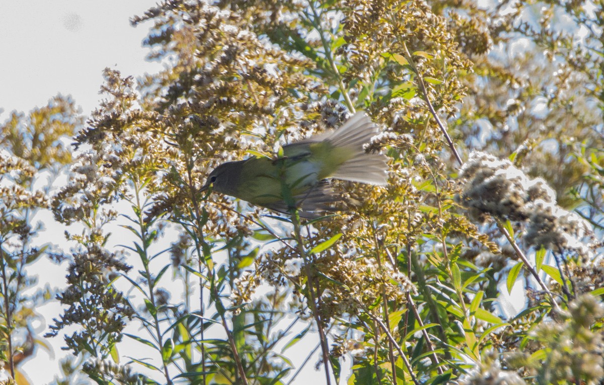 Orange-crowned Warbler - ML644172650