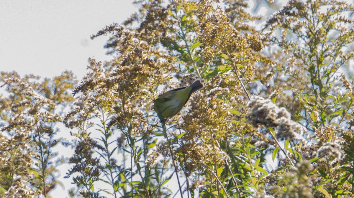 Orange-crowned Warbler - ML644172651