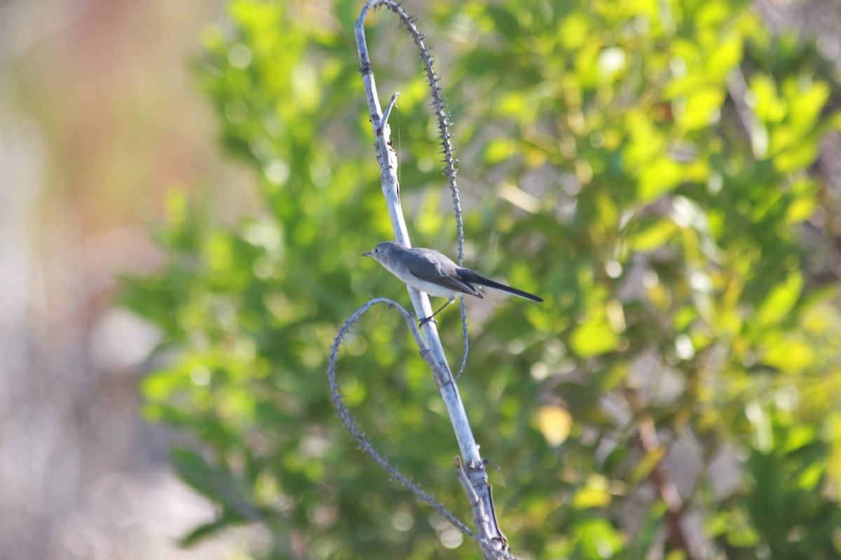 Blaumückenfänger - ML644172654