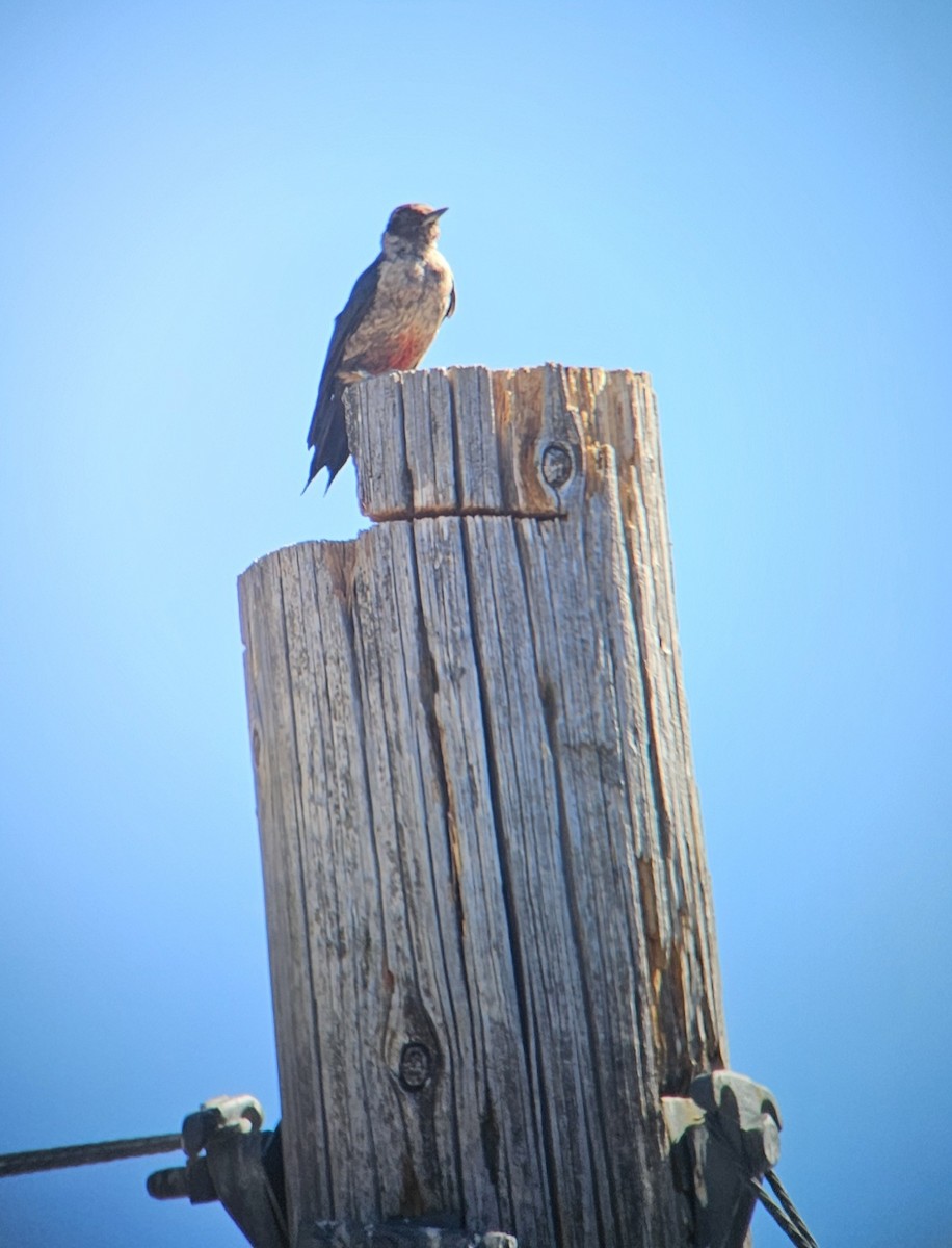 Lewis's Woodpecker - ML644172673