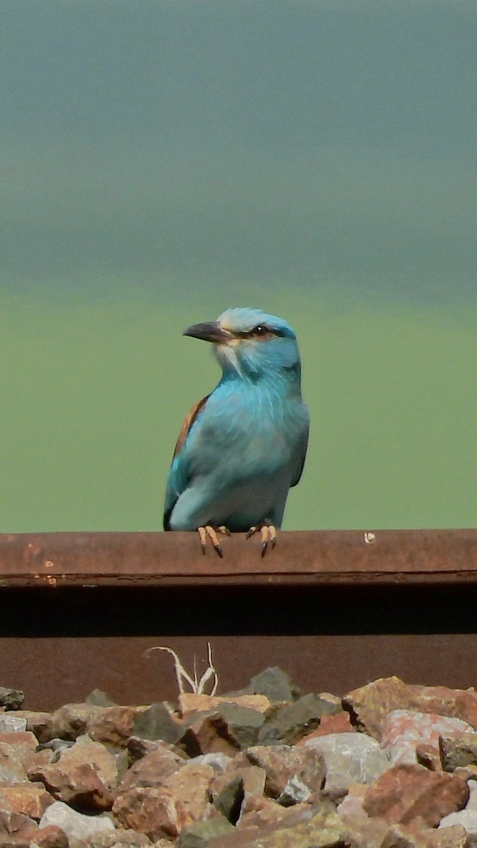 mandelík hajní - ML644172710