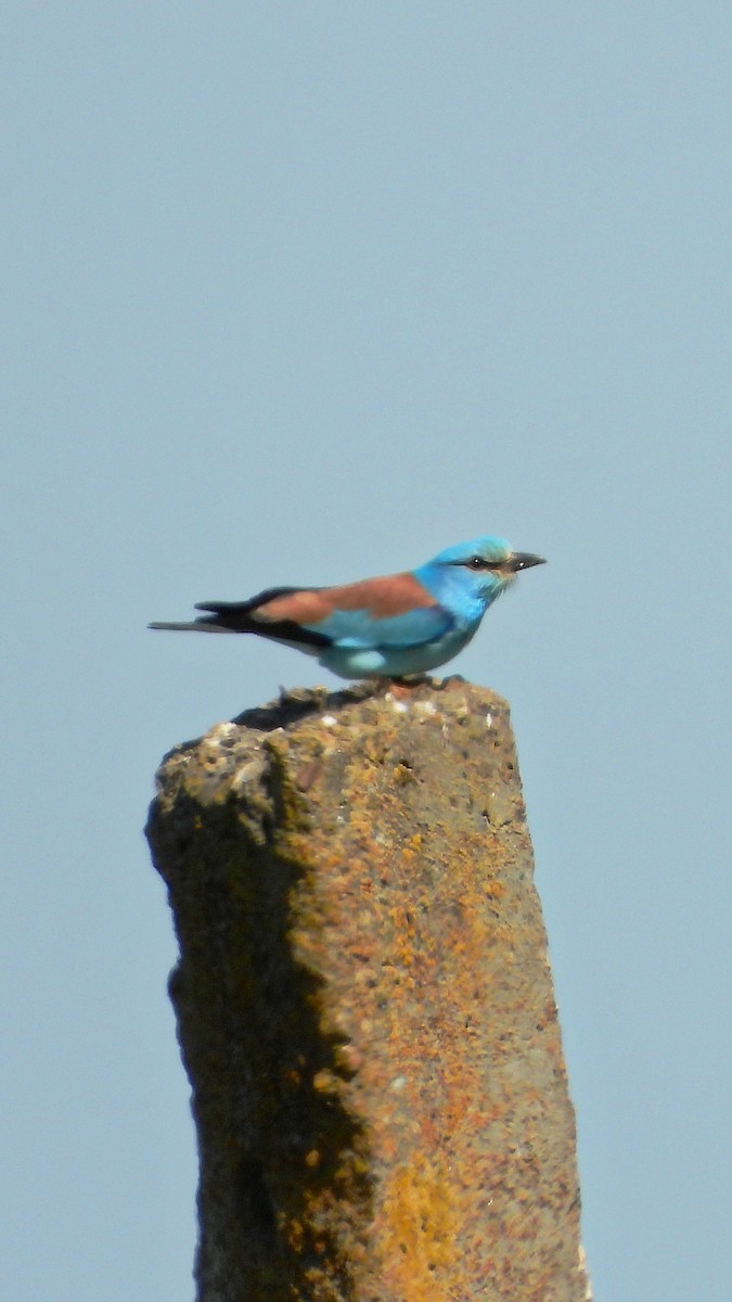 mandelík hajní - ML644172711