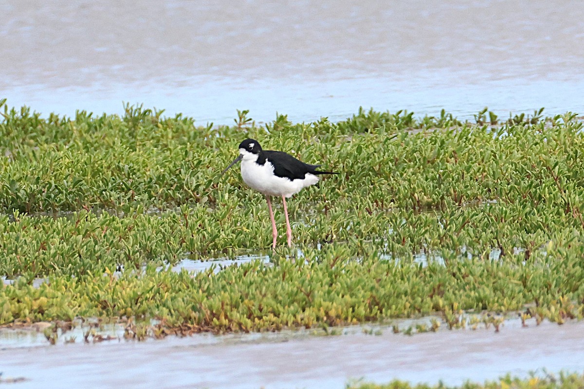 Black-necked Stilt (Hawaiian) - ML644172722