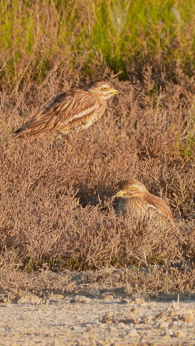 イシチドリ - ML644172770