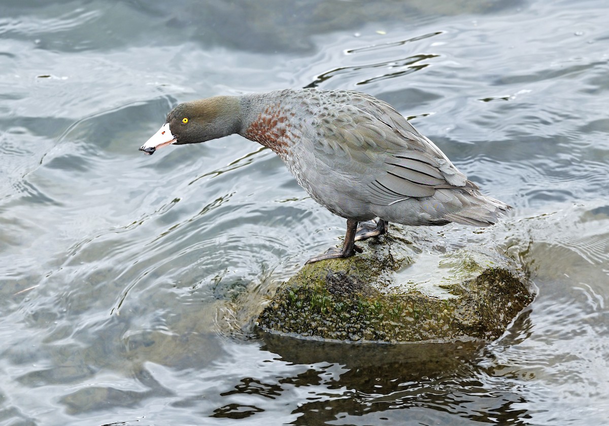 Blue Duck - ML644172772