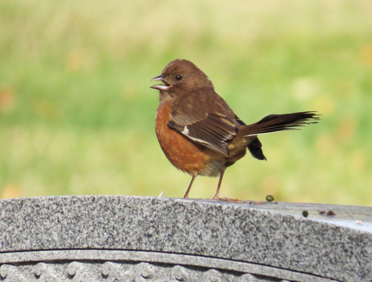 Eastern Towhee - ML644172789