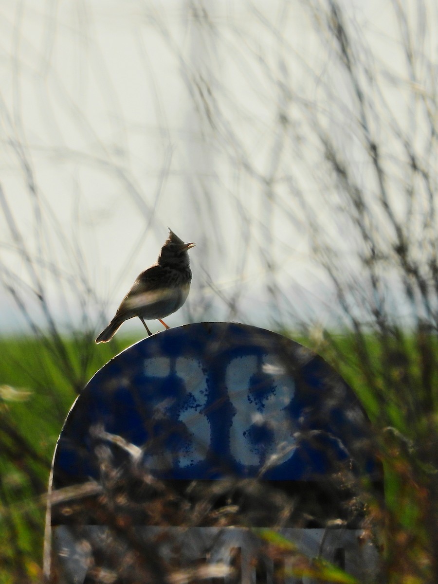 Tepeli Toygar [cristata grubu] - ML644172790