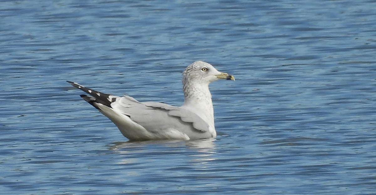 Ring-billed Gull - ML644172795