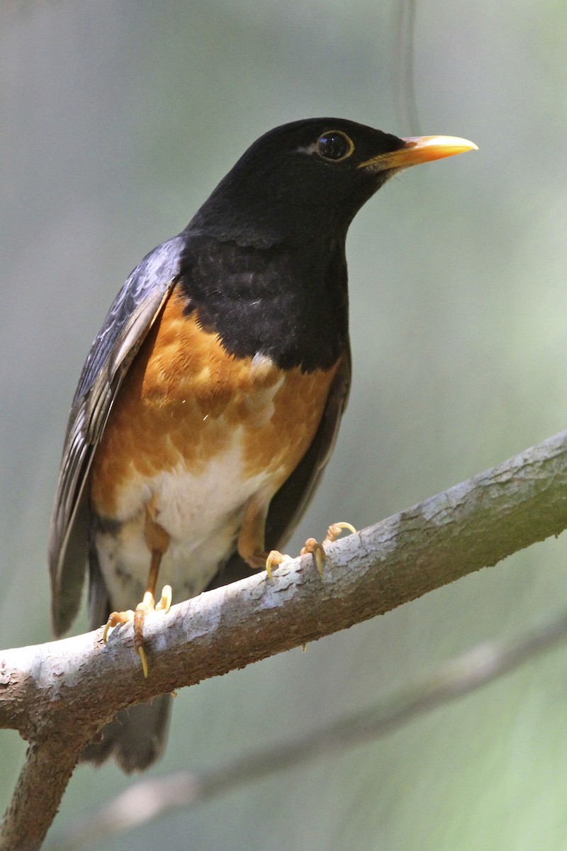 svartbrysttrost - ML644172822