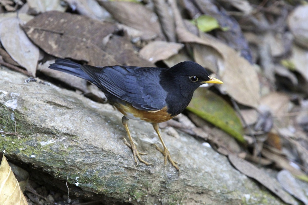 svartbrysttrost - ML644172823