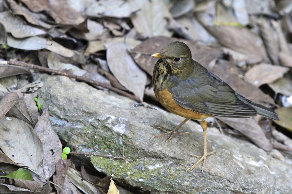 svartbrysttrost - ML644172825