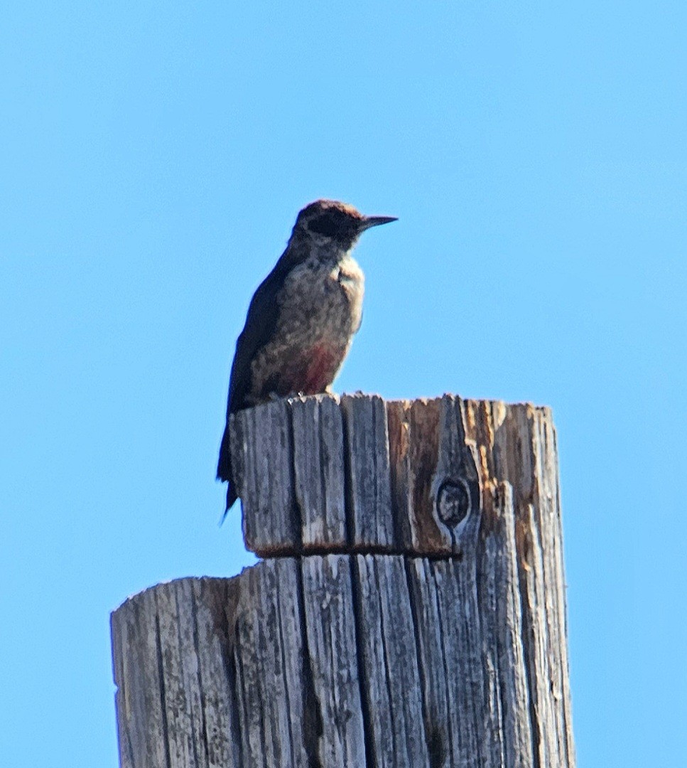 Lewis's Woodpecker - ML644172843