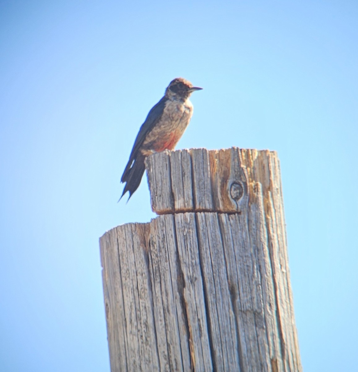 Lewis's Woodpecker - ML644172844