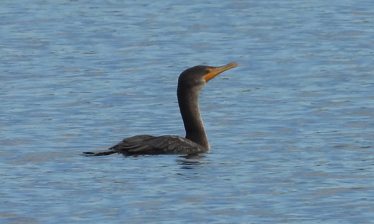 Double-crested Cormorant - ML644172845