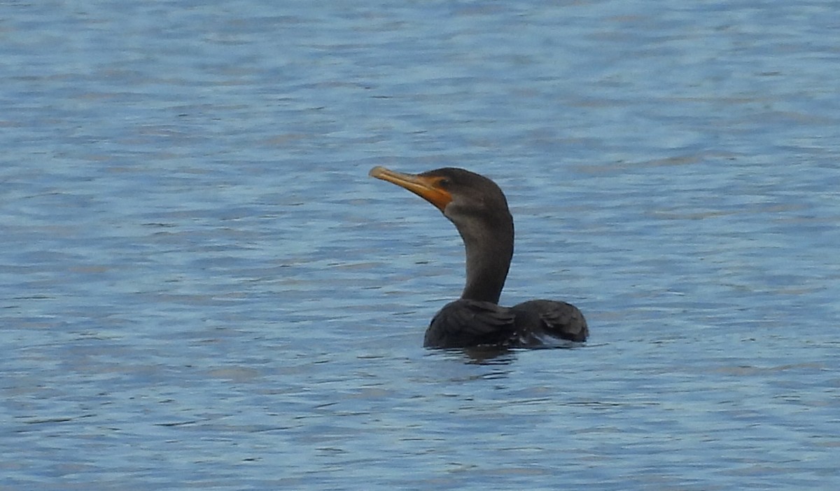 Double-crested Cormorant - ML644172846