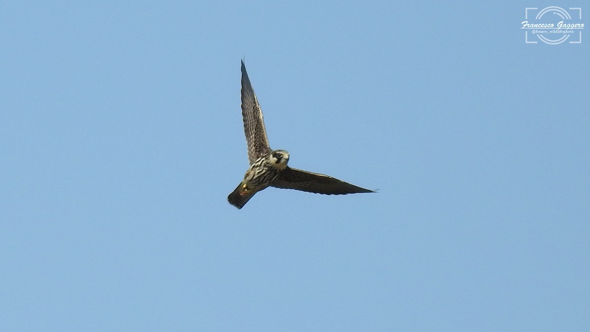Eurasian Hobby - ML644172850