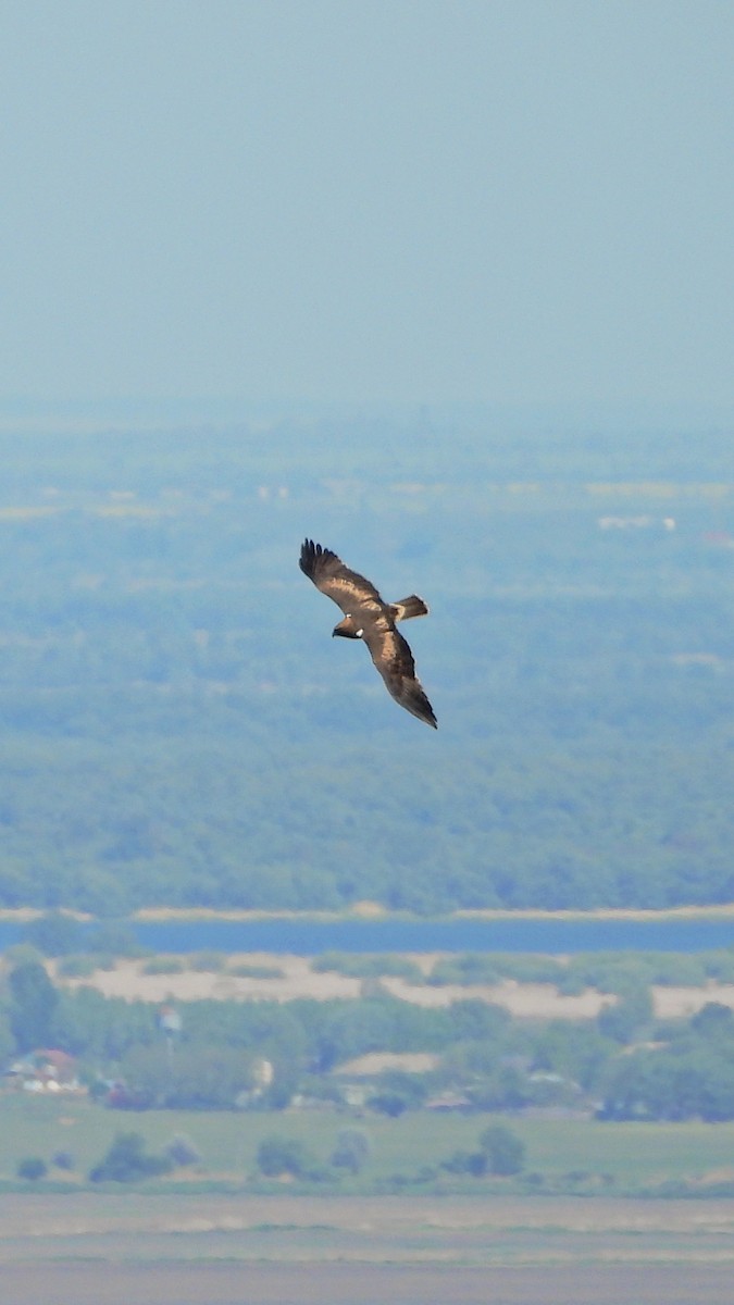 orel nejmenší - ML644172863